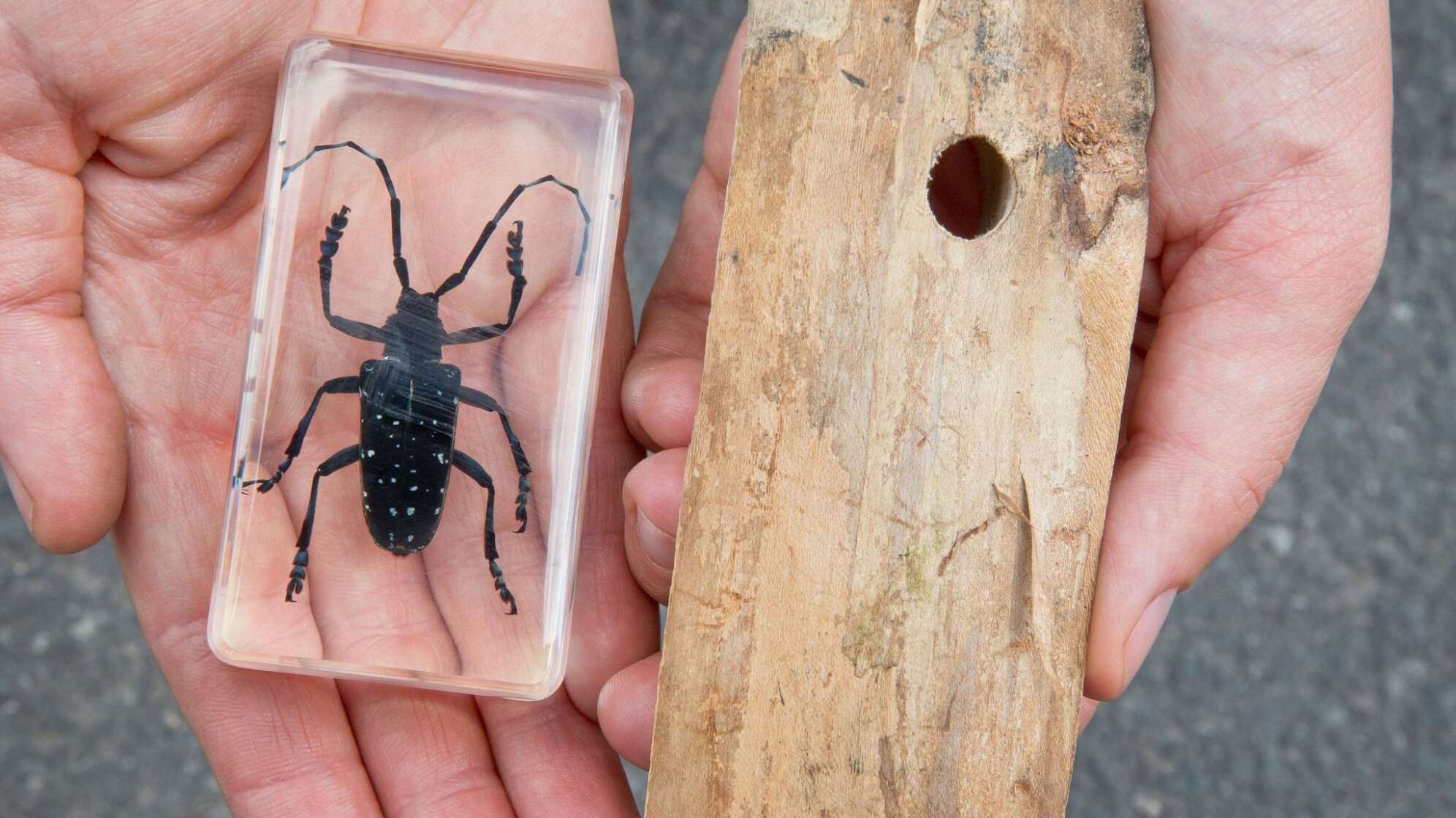 Kampf gegen Asiatischen Laubholzbockkäfer war erfolgreich