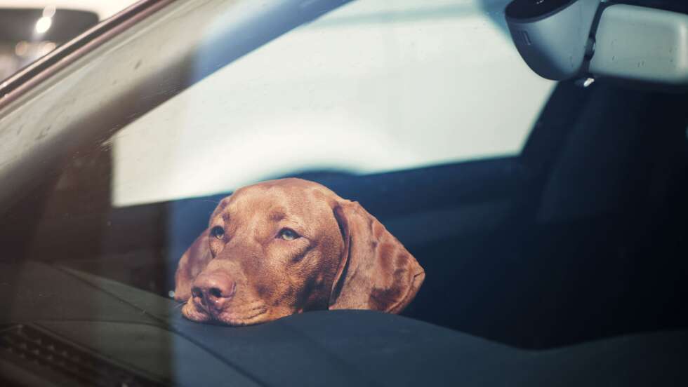 So warm wird es im Auto bei 20 Grad und mehr