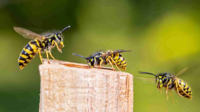 Warum im Spätsommer Wespen nochmal aggressiv werden und was jetzt hilft