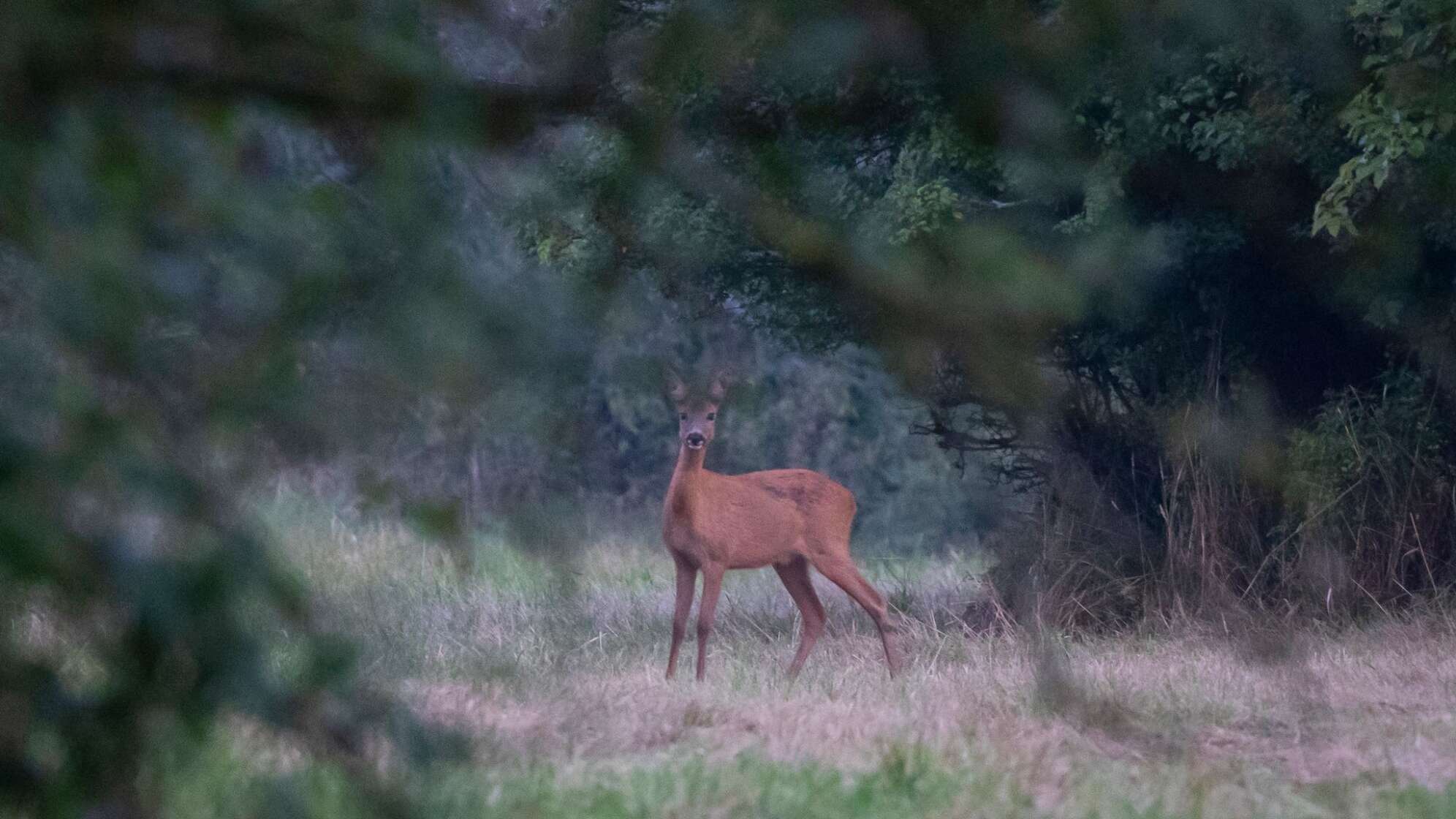 Ein Reh steht auf einer Wiese.