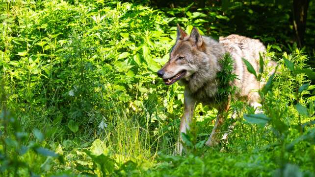 Bayerns Wolfsverordnung wird erneut Fall für Justiz