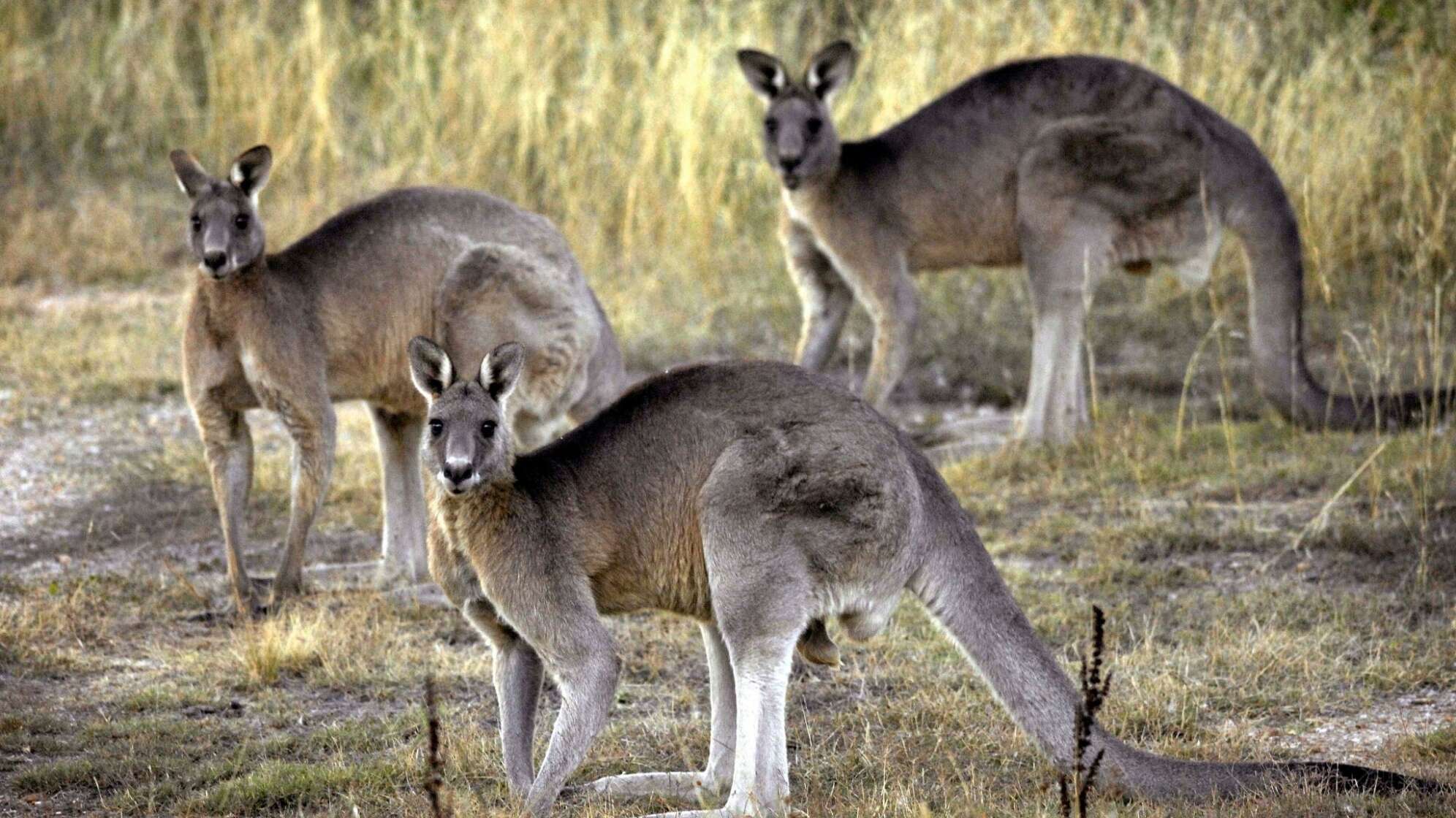 Fast 100 Kängurus in Australien erschossen