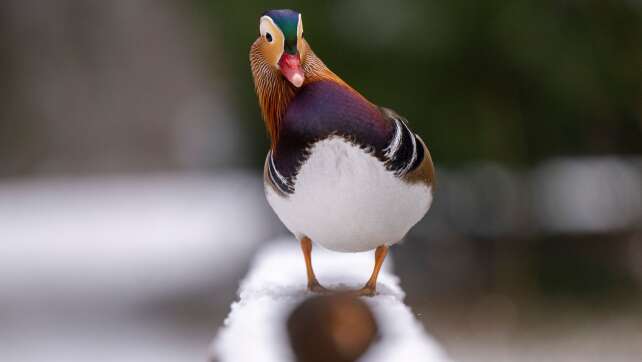 Drei Fälle von Vogelgrippe in Augsburger Zoo