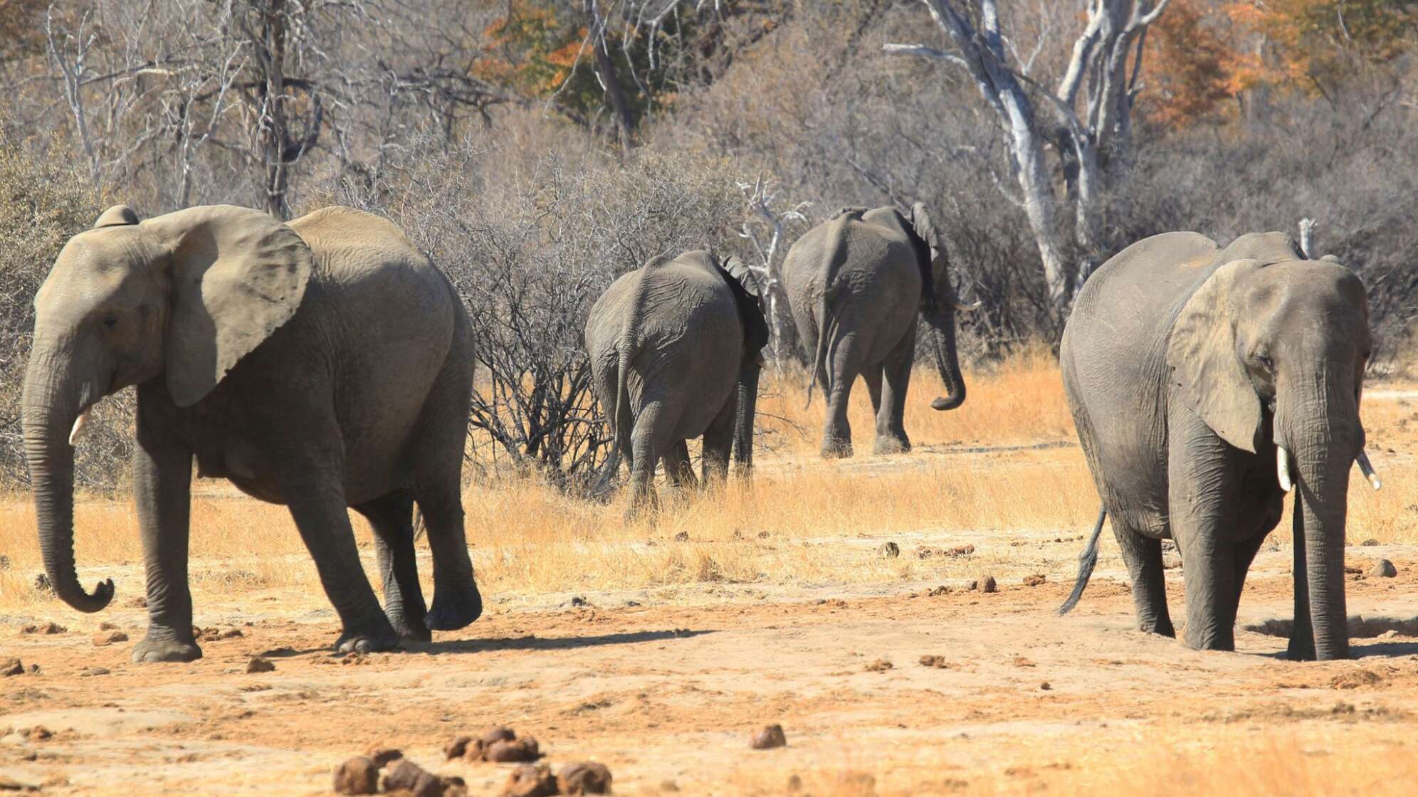 Nationalpark in Simbabwe