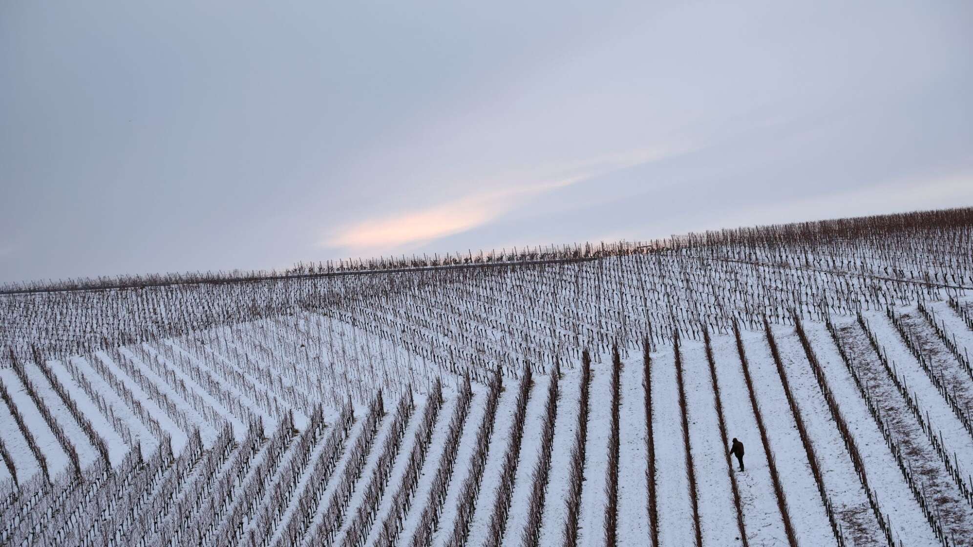 Weinberge im Schnee