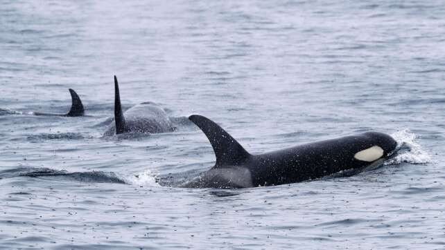 Norwegisches Segelboot vor Portugal von Orcas beschädigt