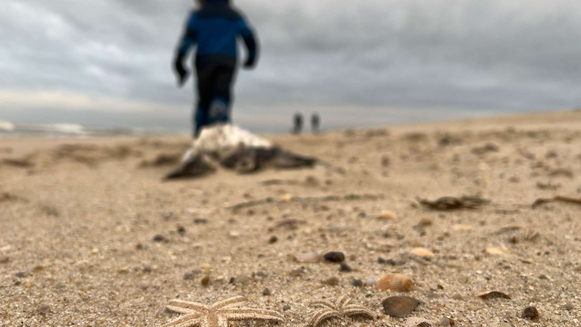 Sturm spült große Mengen Seesterne auf Sylter Strand