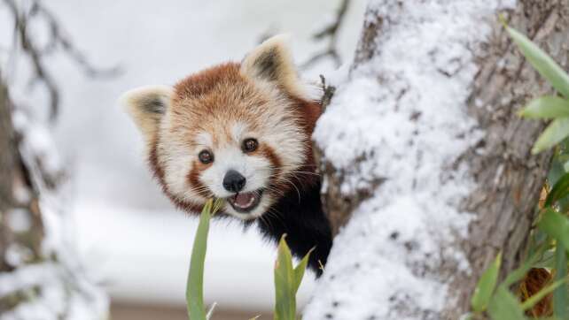 Pandas aus Schweizer Zoo ausgebüxt