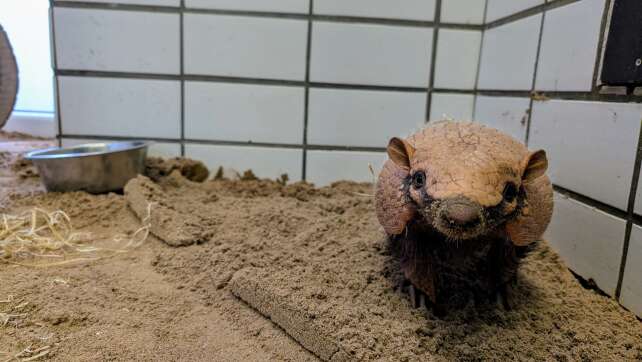 Spannende Zeiten im Hofer Zoo: Neues Weißhaar-Gürteltier könnte bald für Nachwuchs sorgen