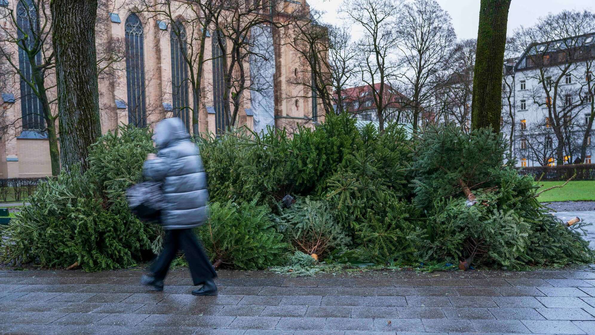 Illegal entsorgte Christbäume am Strassenrand