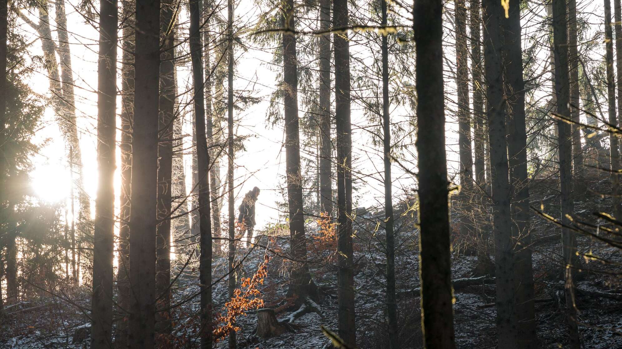 Bayerischer Wald