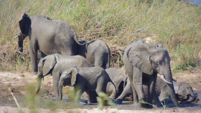 Elefant trampelt Tourist im Krüger-Nationalpark tot