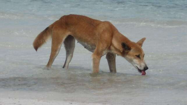 Drei Kinder auf Trauminsel K'gari von Dingos attackiert