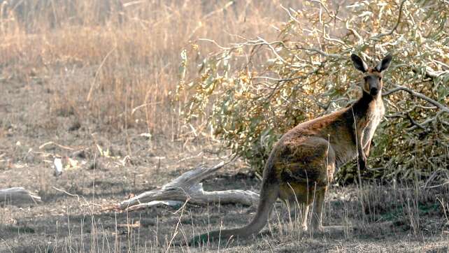 Känguru-Attacke vor der Haustür: Australier schwer verletzt