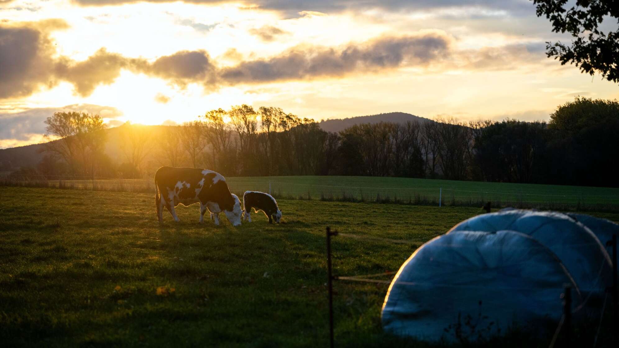 Rinder in Bayern