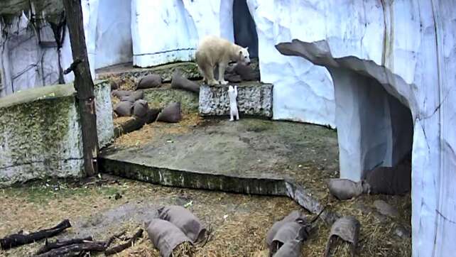 Eisbär-Baby erkundet Außenanlage