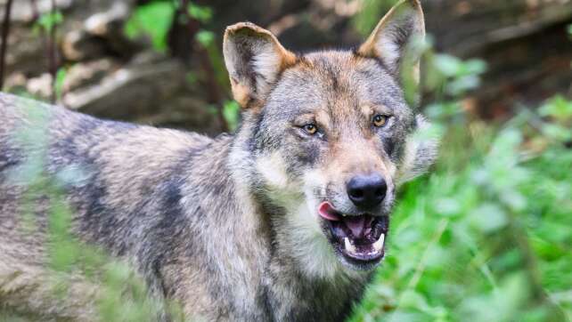 Tote Wölfe in Italien entdeckt - vergiftet?