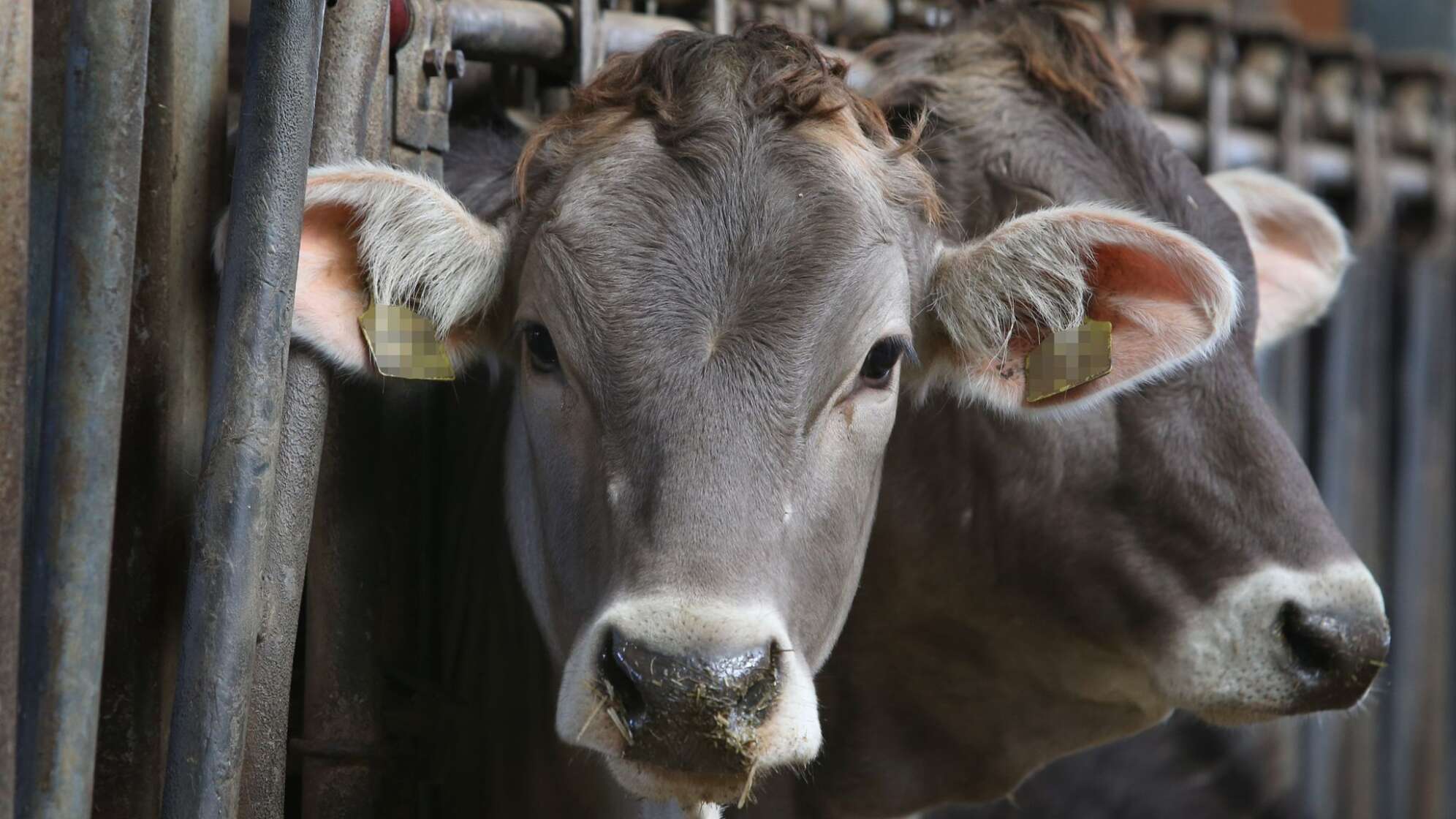 Kühe im Stall