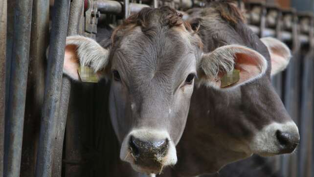 Vorsichtiges Aufatmen in der bayerischen Landwirtschaft