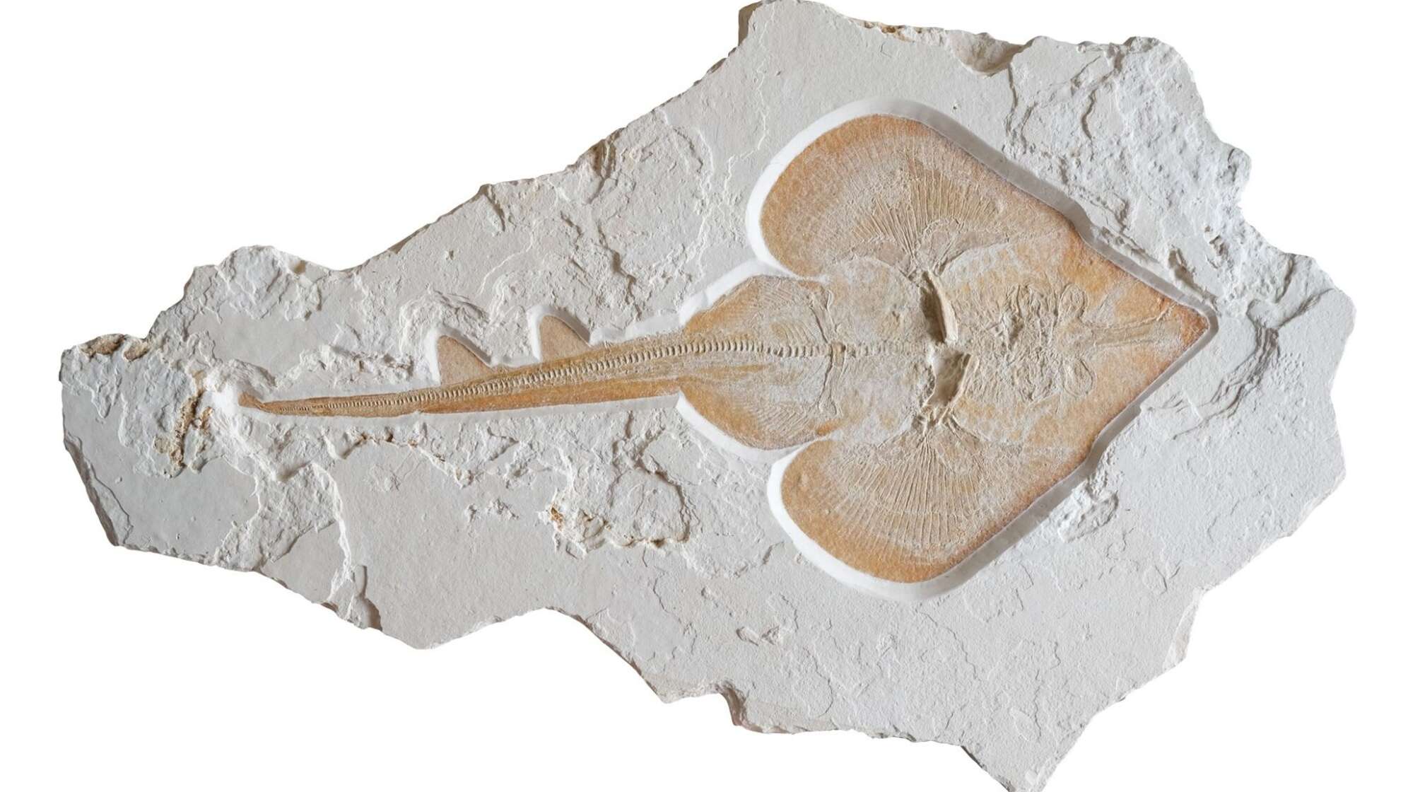 Rochen-Fossil aus dem Altmühltal