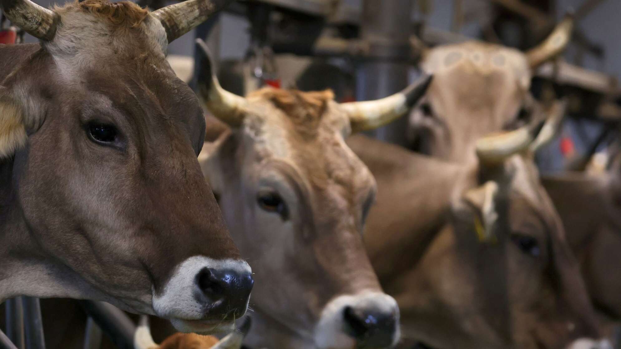 Braunvieh auf einem Allgäuer Bauernhof