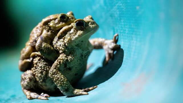 Ehrenamtliche für Amphibienschutz gesucht