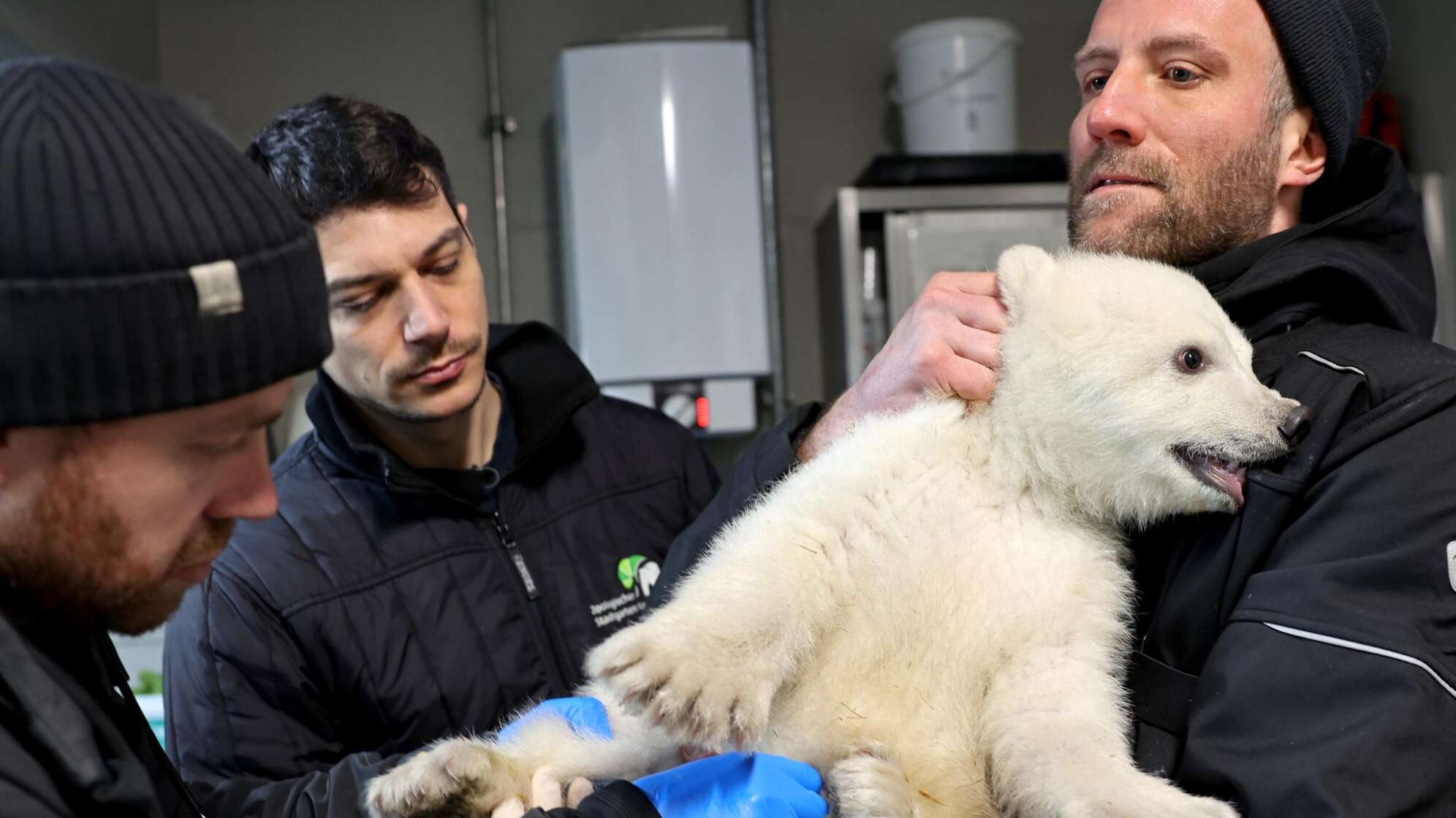 Karlsruher Eisbärbaby ist ein Junge