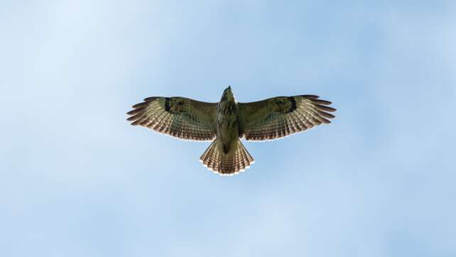 Bussard kollidiert auf der Autobahn mit Auto