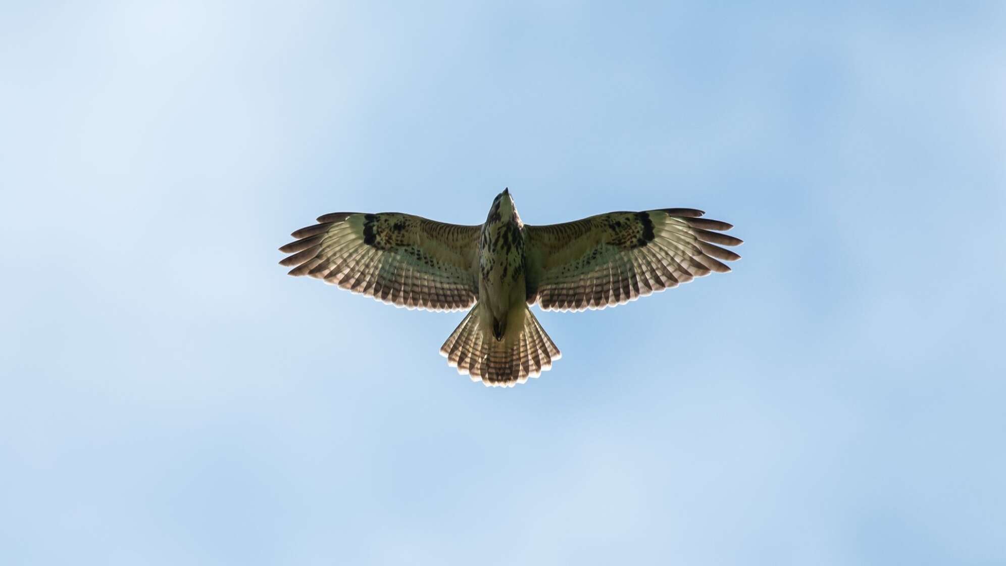 Bussard