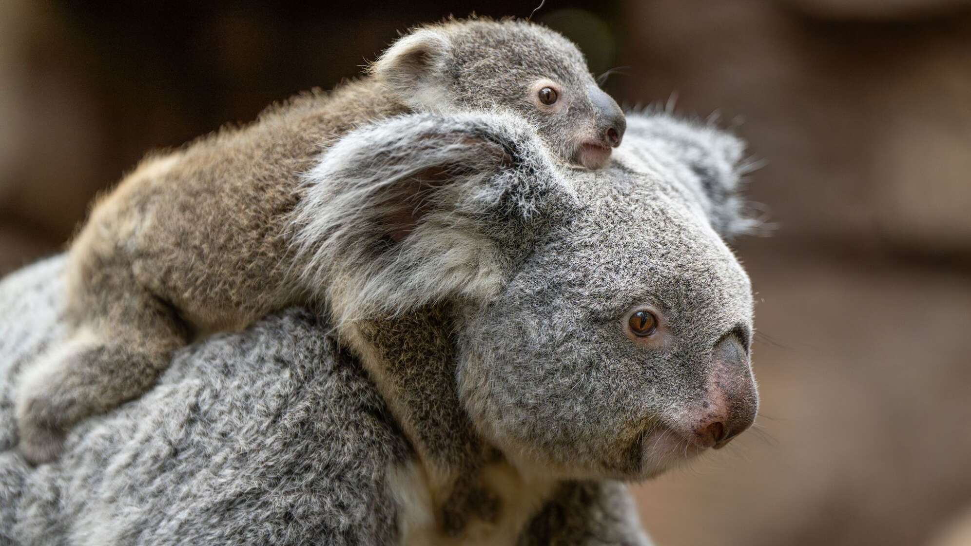 Koala-Nachwuchs in der Wilhelma