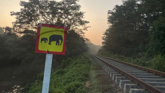 Sechs Elefanten sterben in Sri Lanka bei Kollision mit Zug