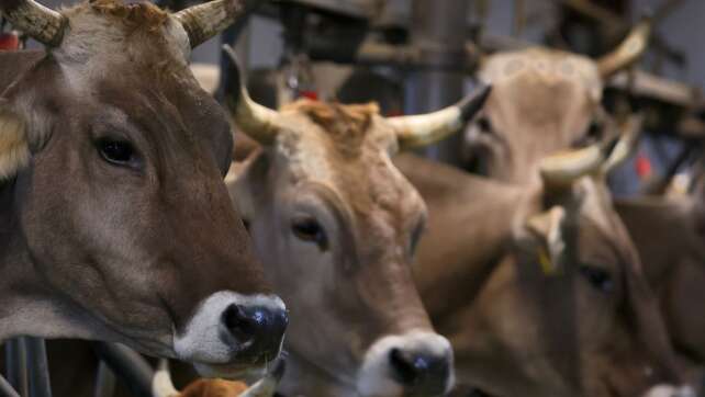 Erneut Bauer wegen Tierquälerei auf Schlachthof verurteilt