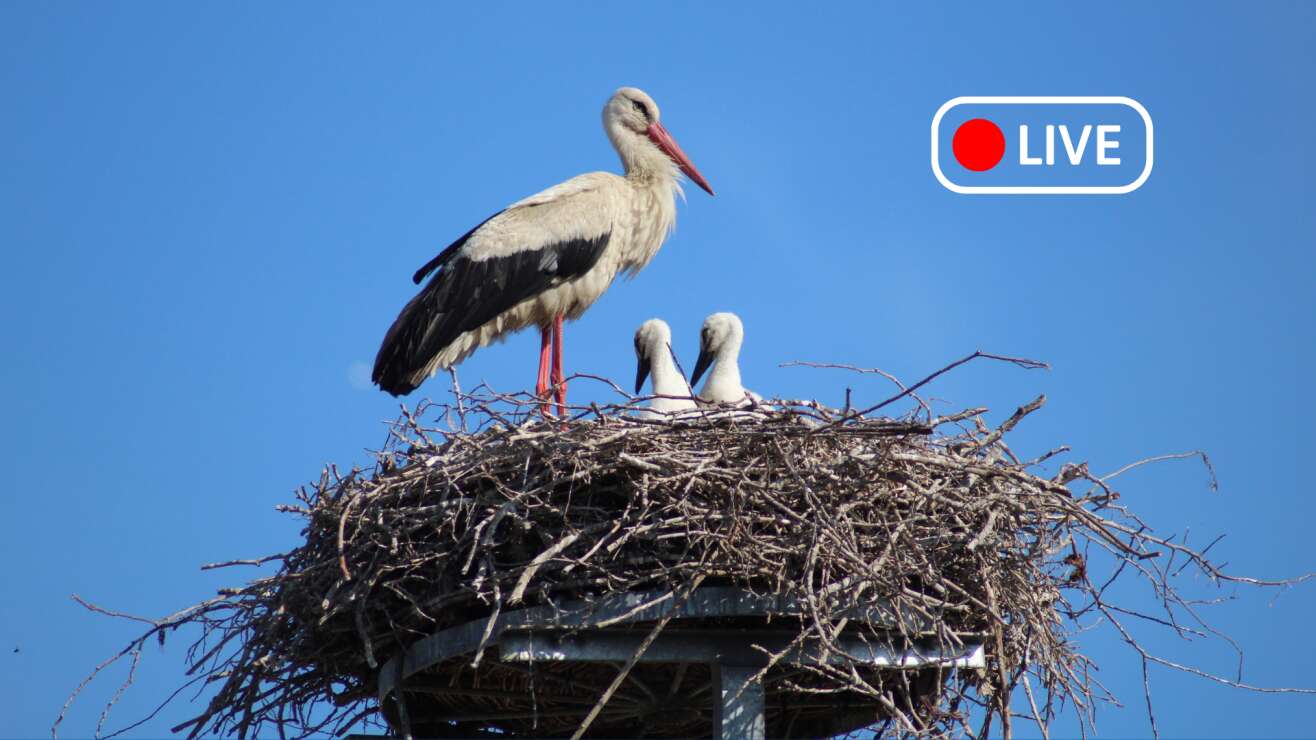 Live: Das Storchennest in Kolbermoor wartet auf euch!