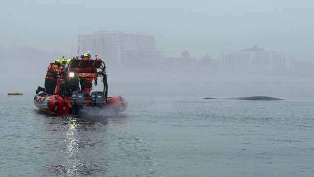 Polnische Retter befreien Buckelwal aus Fischernetz