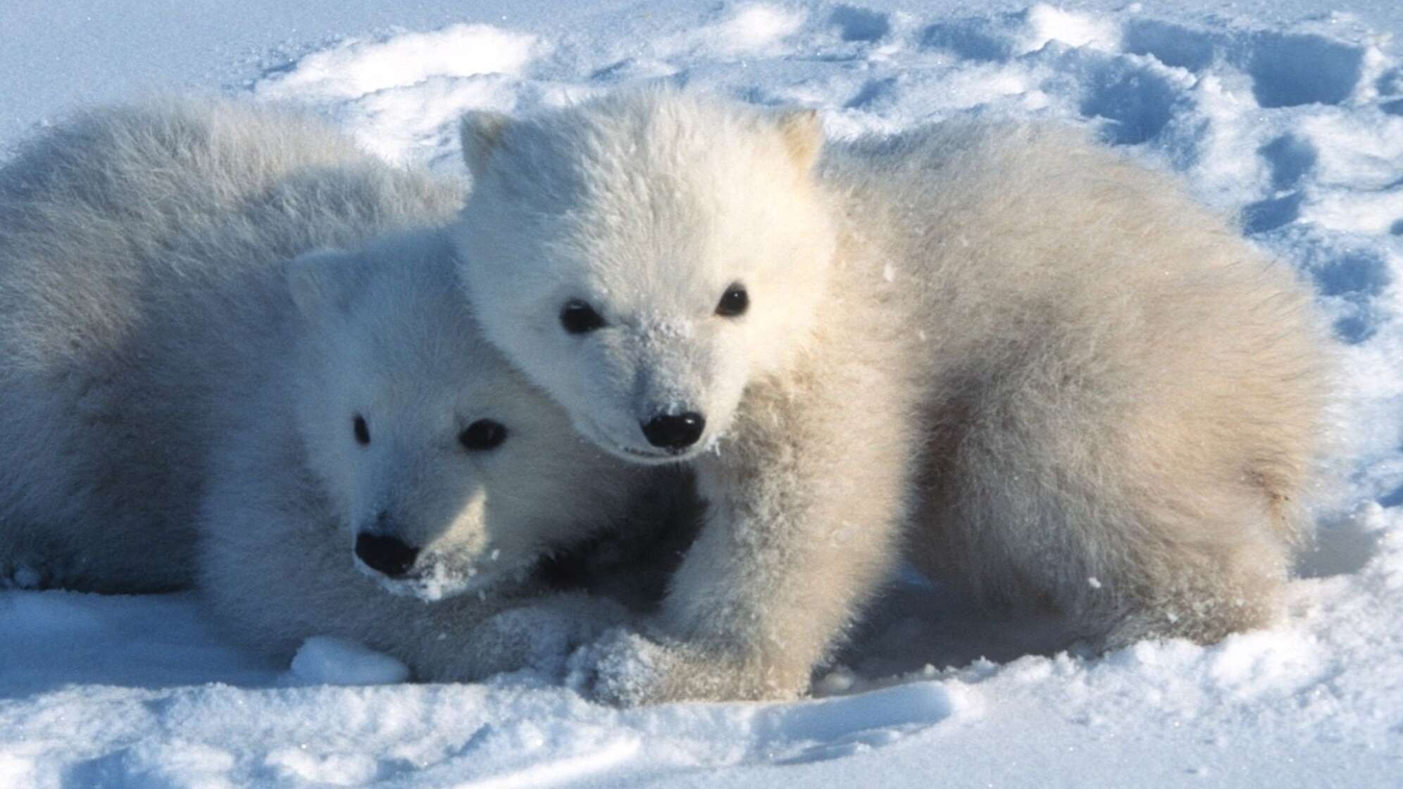 Eisbären verlassen ihre Höhlen