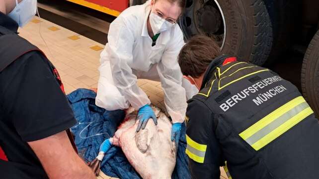 Schwan prallt gegen Brücke - schwer verletzt