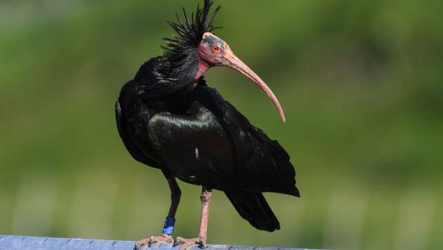 Hochzeit an der Wehrmauer: Brut der Waldrapp-Paare erwartet