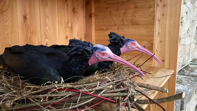 Hochzeit an der Wehrmauer: Brut der Waldrapp-Paare erwartet