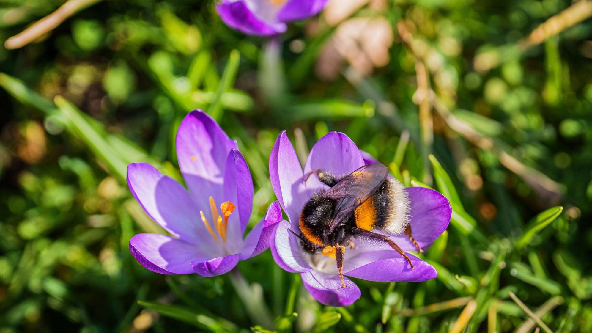 Frühlingsboten im Schlosspark