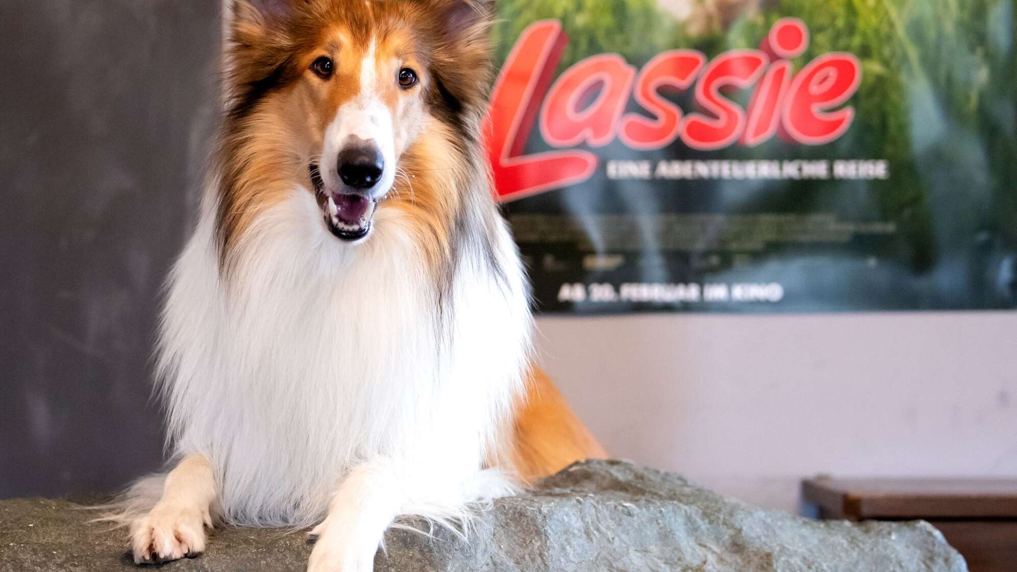 Lassie