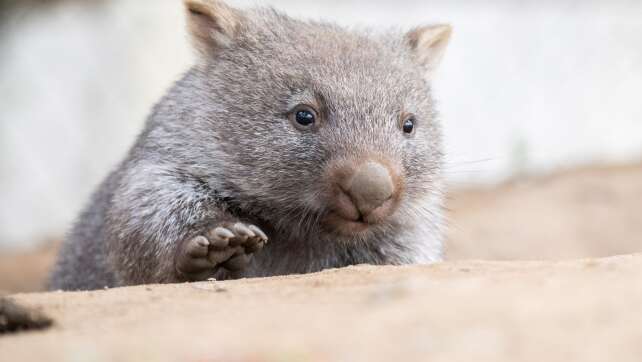 Australien: Influencerin fängt Wombat-Baby und erntet Kritik