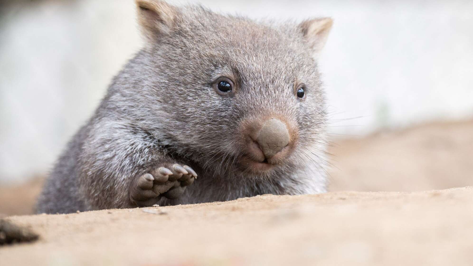 Wombatbaby