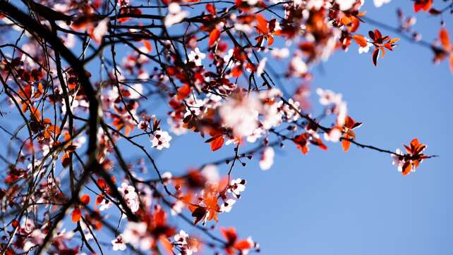 Kalendarischer Frühlingsanfang wird überwiegend sonnig