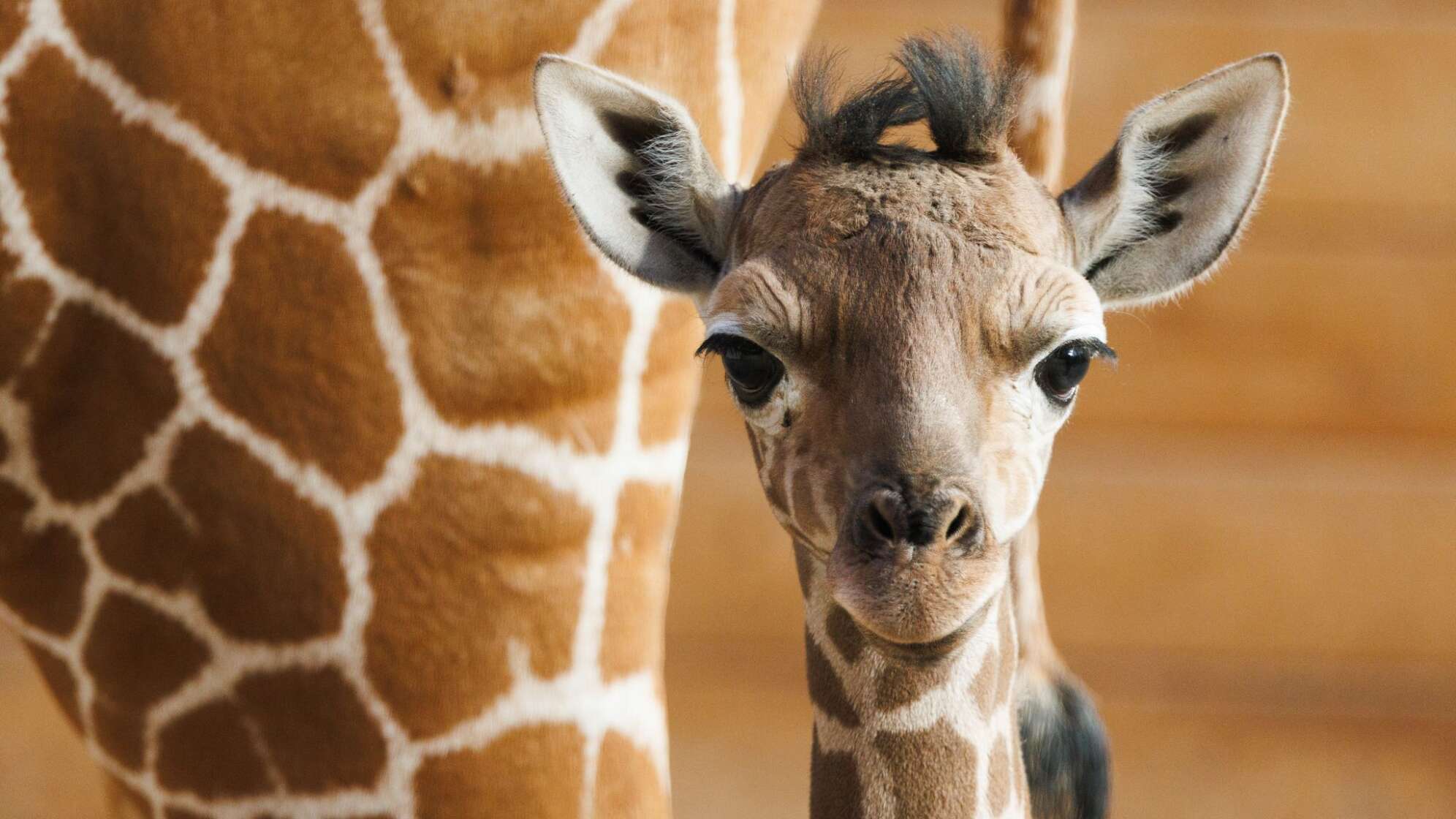 Giraffen-Nachwuchs im Opel-Zoo