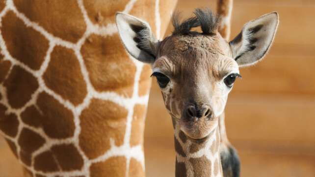 Zoo stellt Giraffenbaby «Sonnenschein» vor