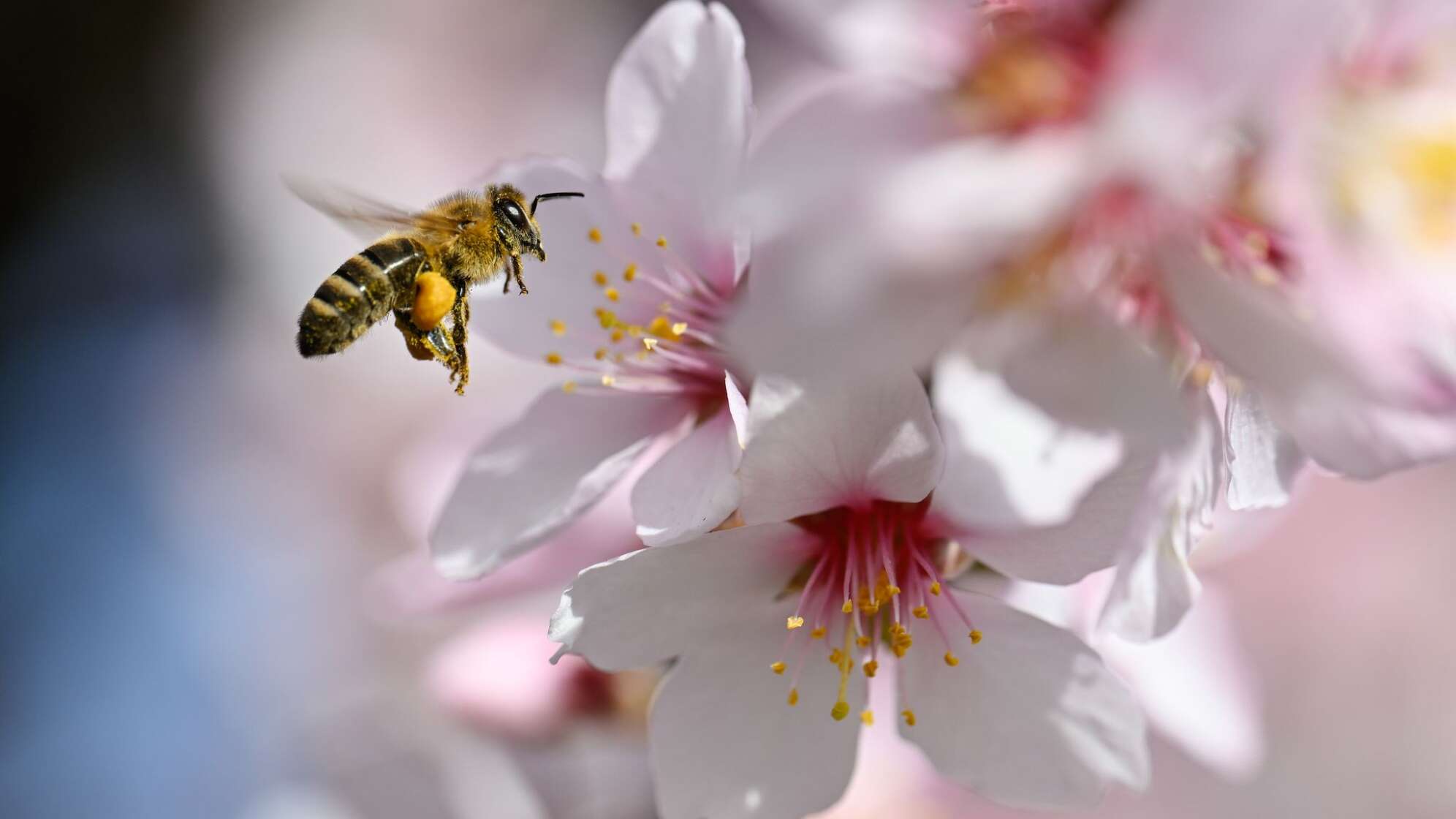 Mandelblüte in der Pfalz