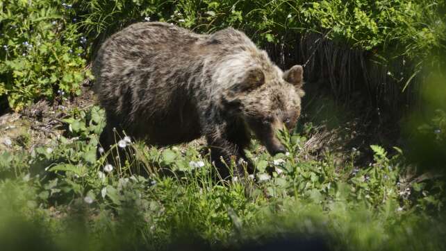 Braunbär verletzt Jäger in der Slowakei schwer