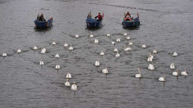 Hamburger Schwäne sind zurück auf der Alster