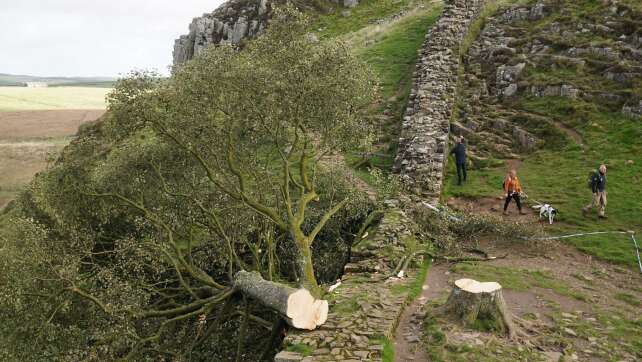 «Robin-Hood-Baum» gefällt: Täter müssen jahrelang in Haft