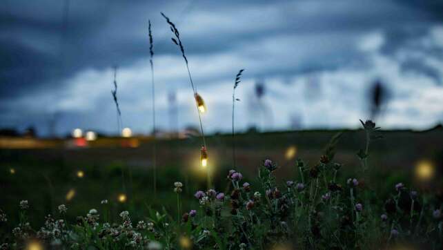 Lichtspektakel: Warum Glühwürmchen leuchten und wann ihr sie sehen könnt